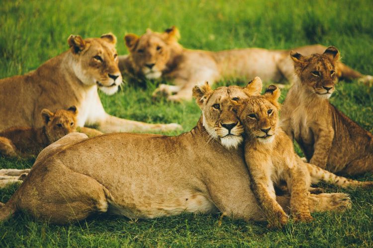 Maasai Mara, Kenya